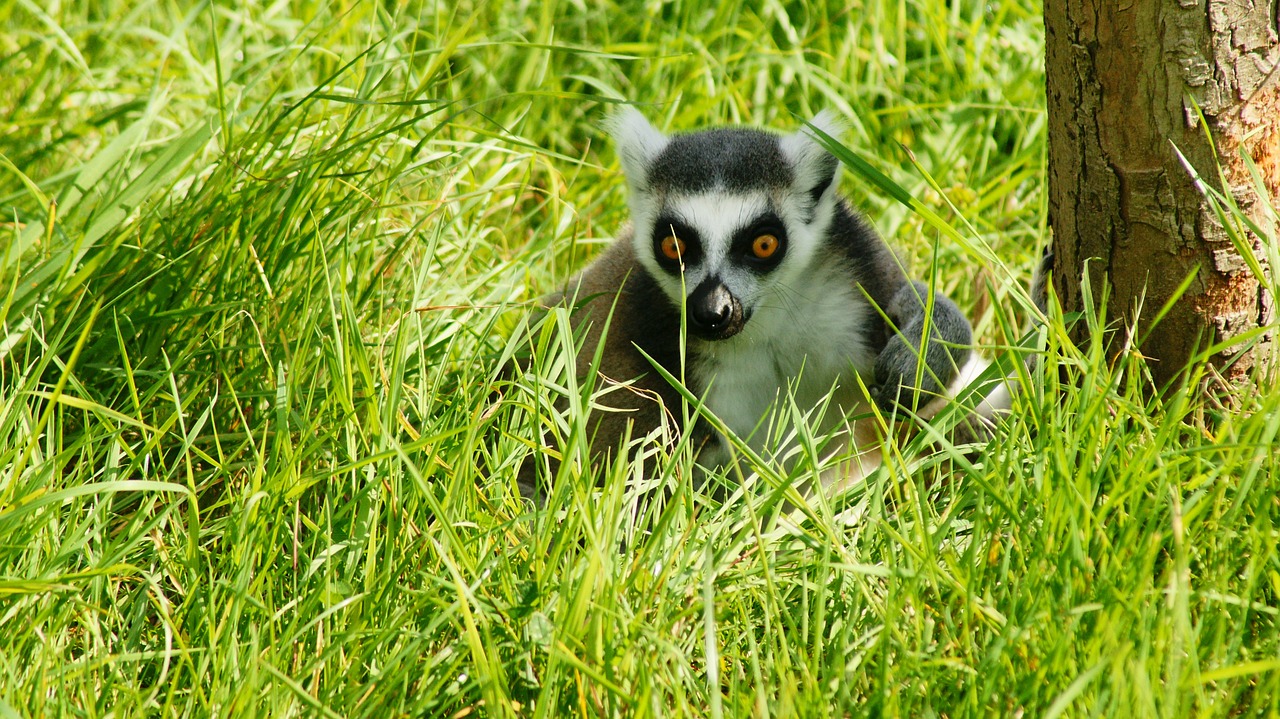 lemur ring tailed animal free photo