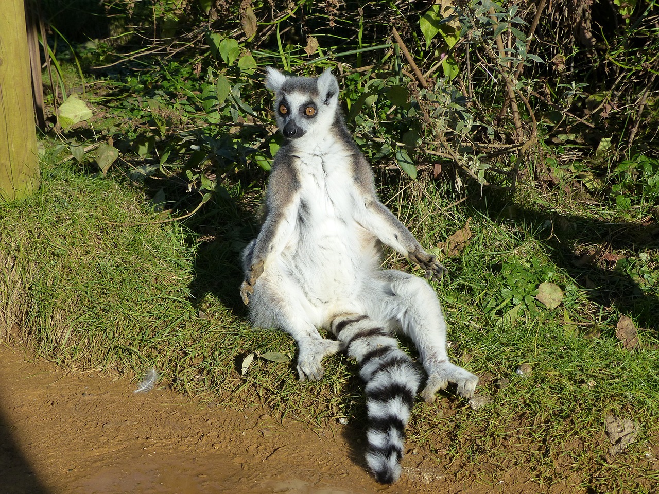 lemur zoo animal free photo