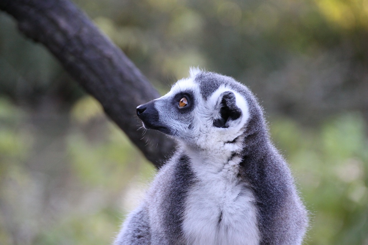 lemur animal madagascar free photo