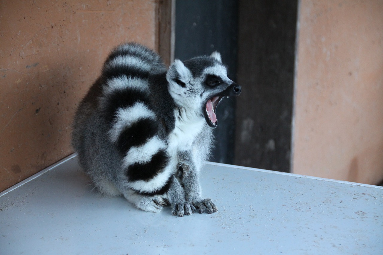 lemur animal madagascar free photo