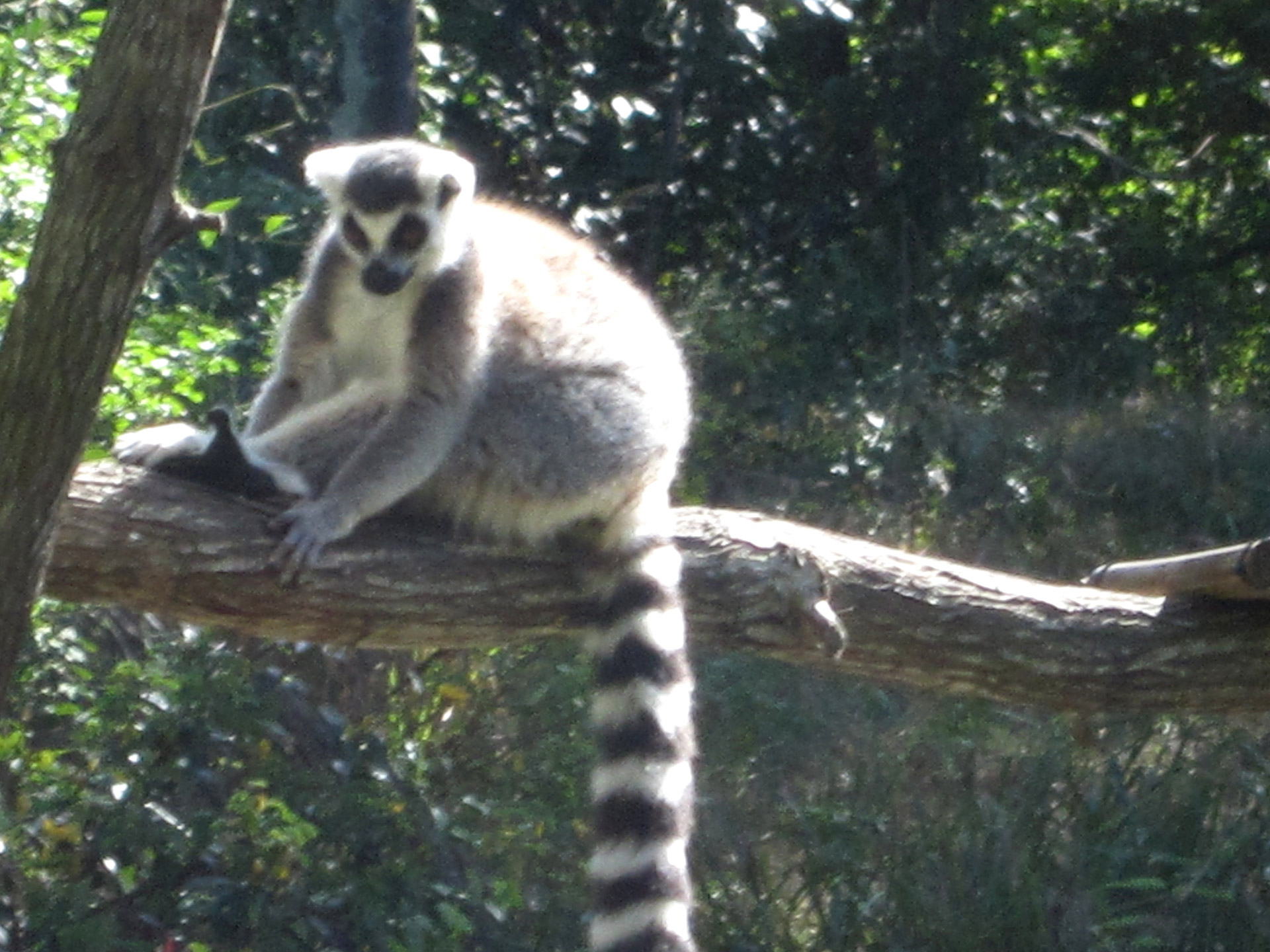 lemur tree primate free photo