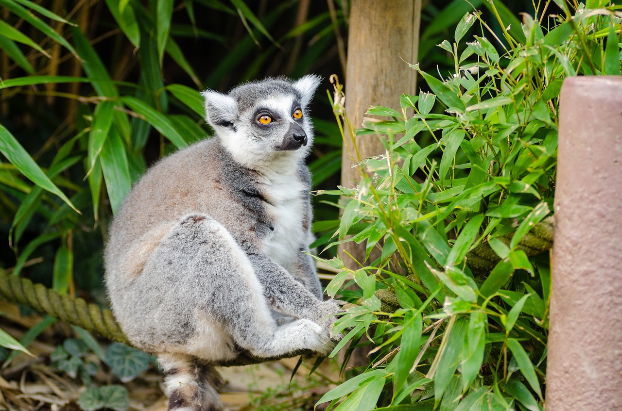 lemur madagascar primate free photo