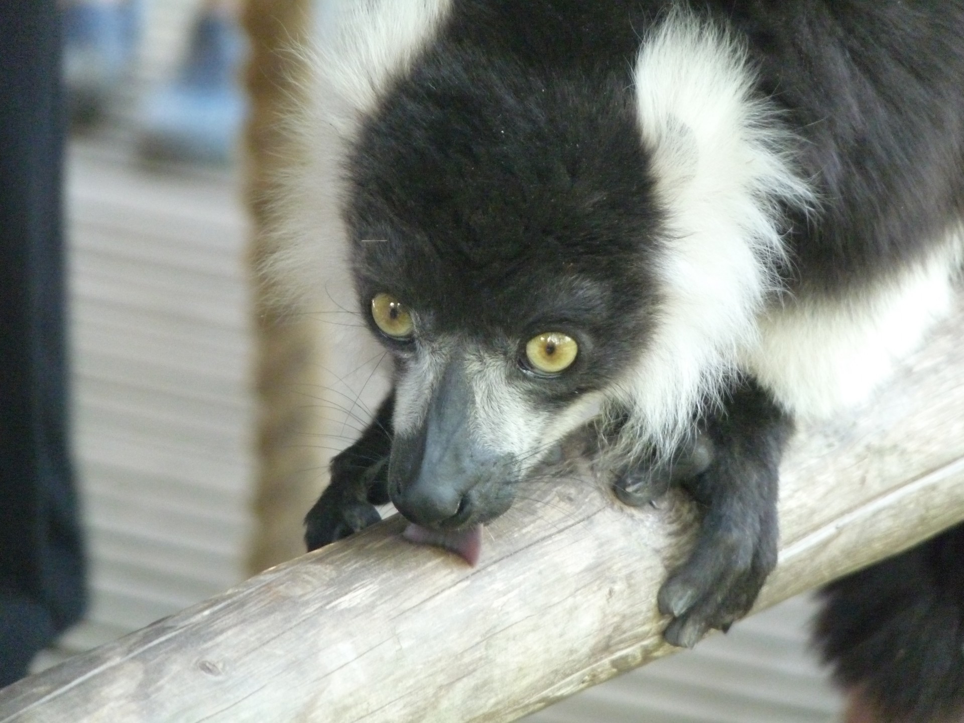 lemur ape monkey free photo