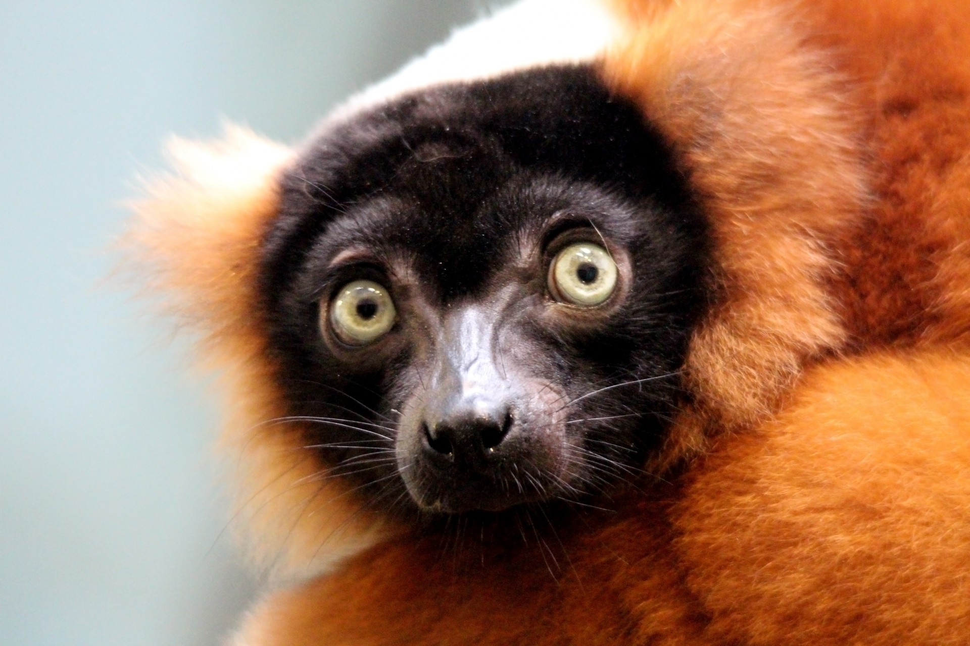 red ruffed lemur lemur madagascar free photo