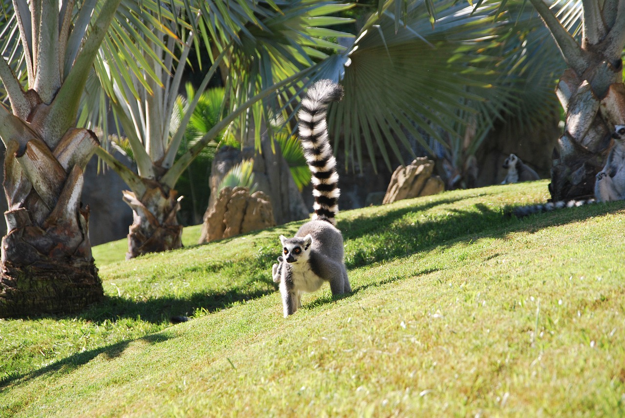 lemur zoo nature free photo