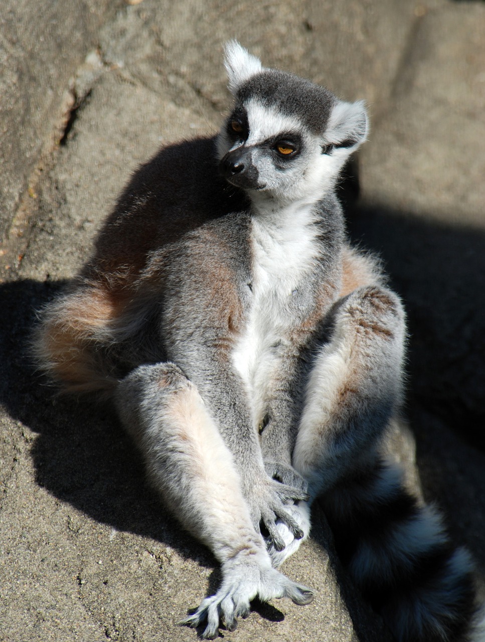 lemur zoo animal free photo