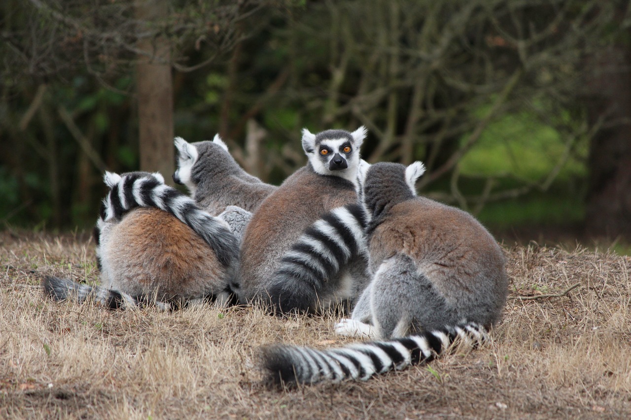 lemur ring-tailed animal free photo