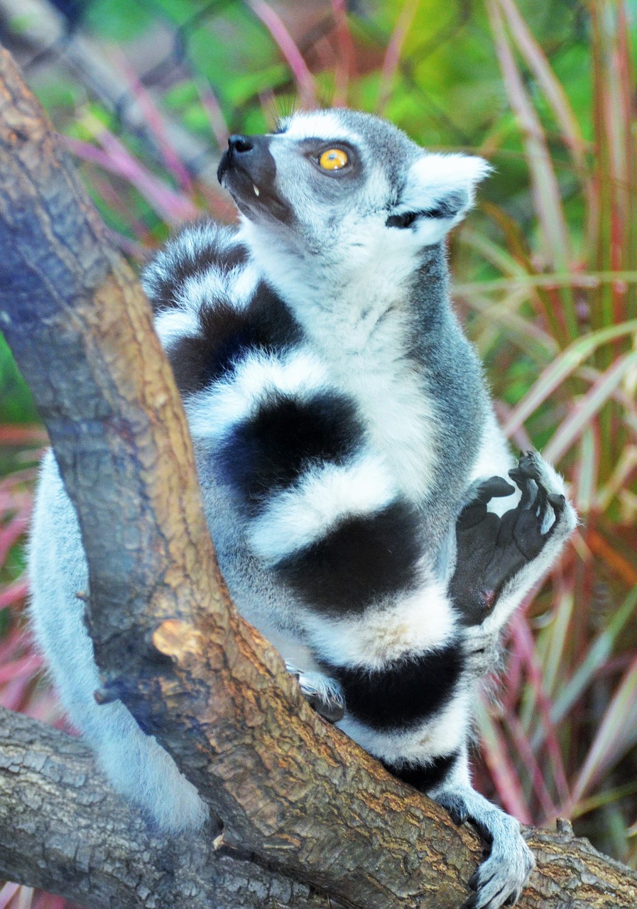 lemur maki wild free photo