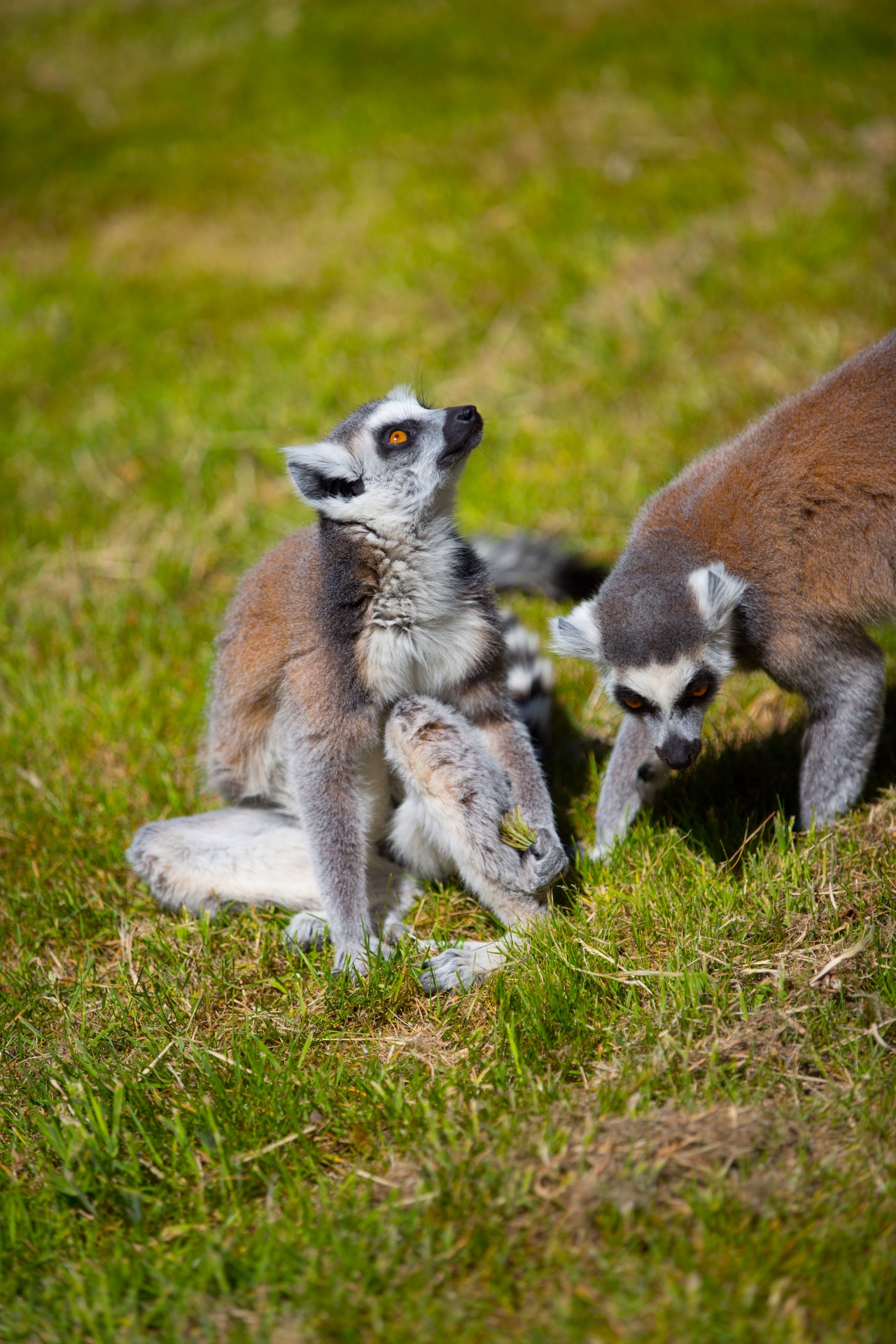 lemur park national free photo