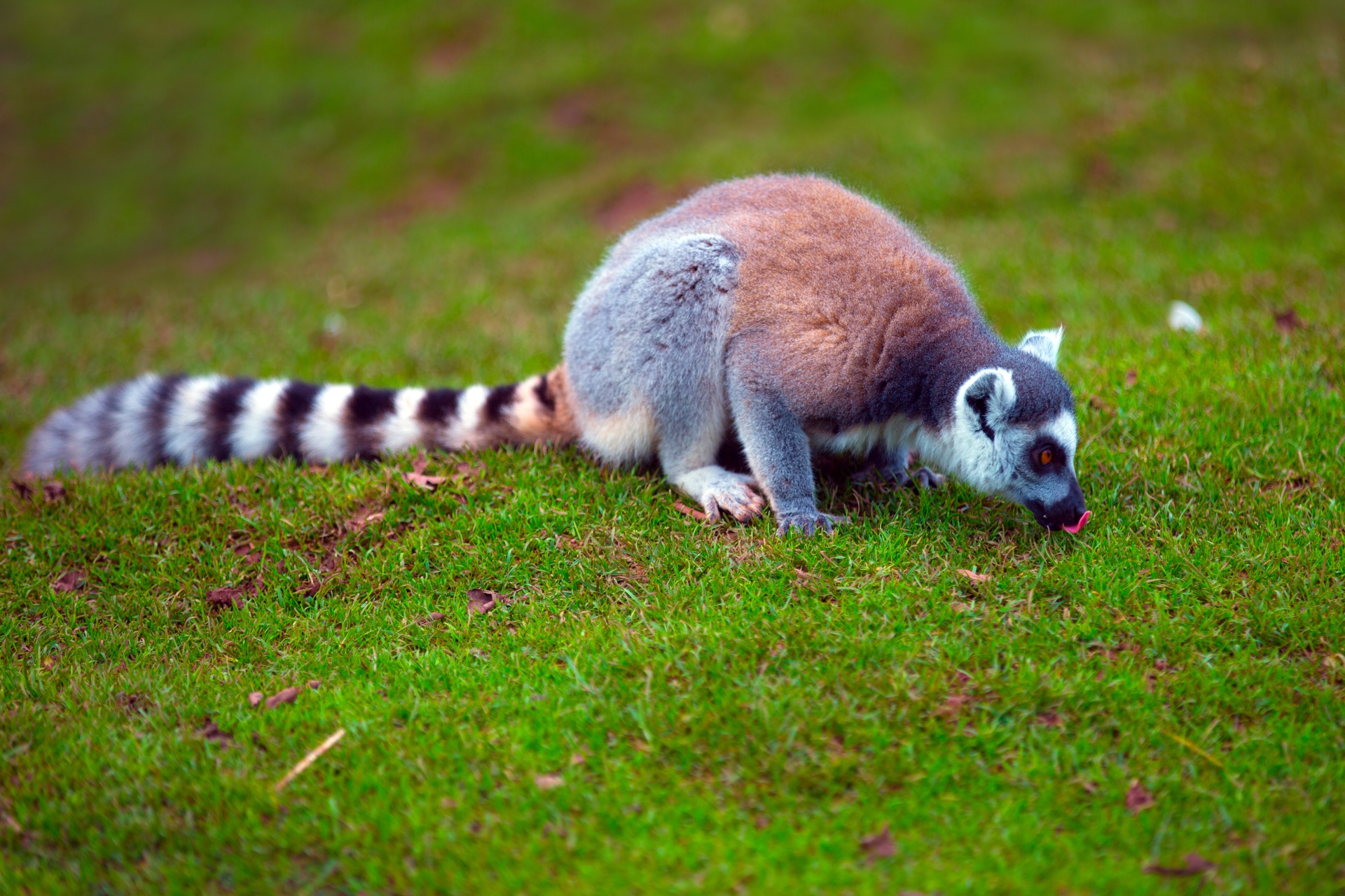 lemur tail tailed free photo