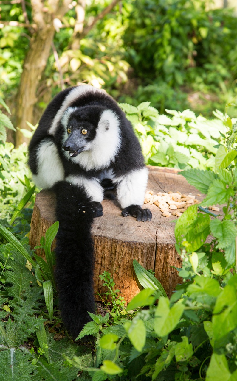 lemur single zoo free photo