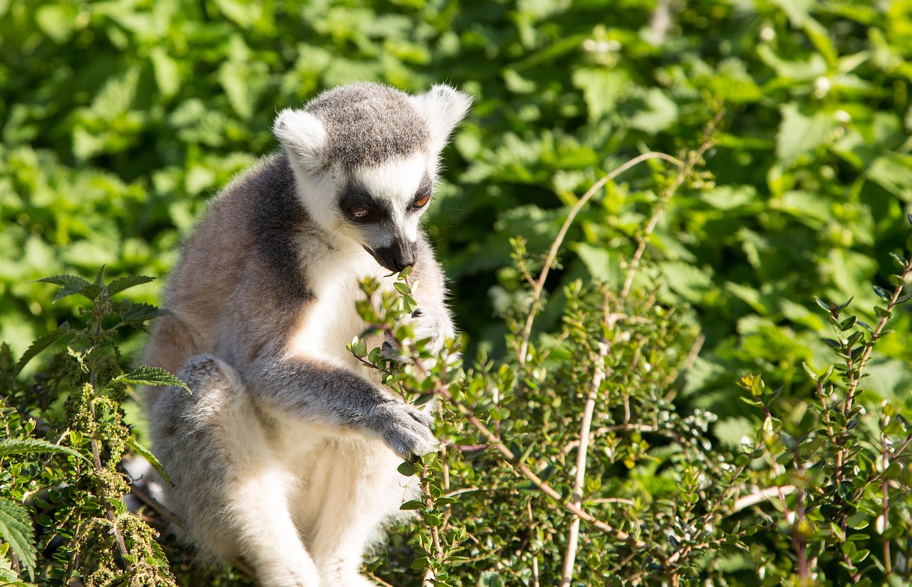 lemur ring tailed primate free photo