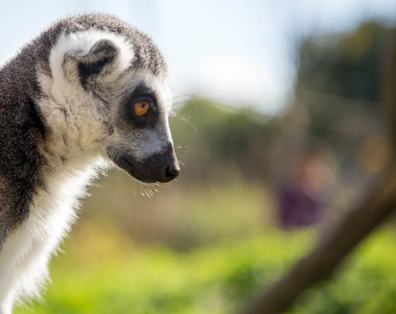 lemur portrait nature free photo