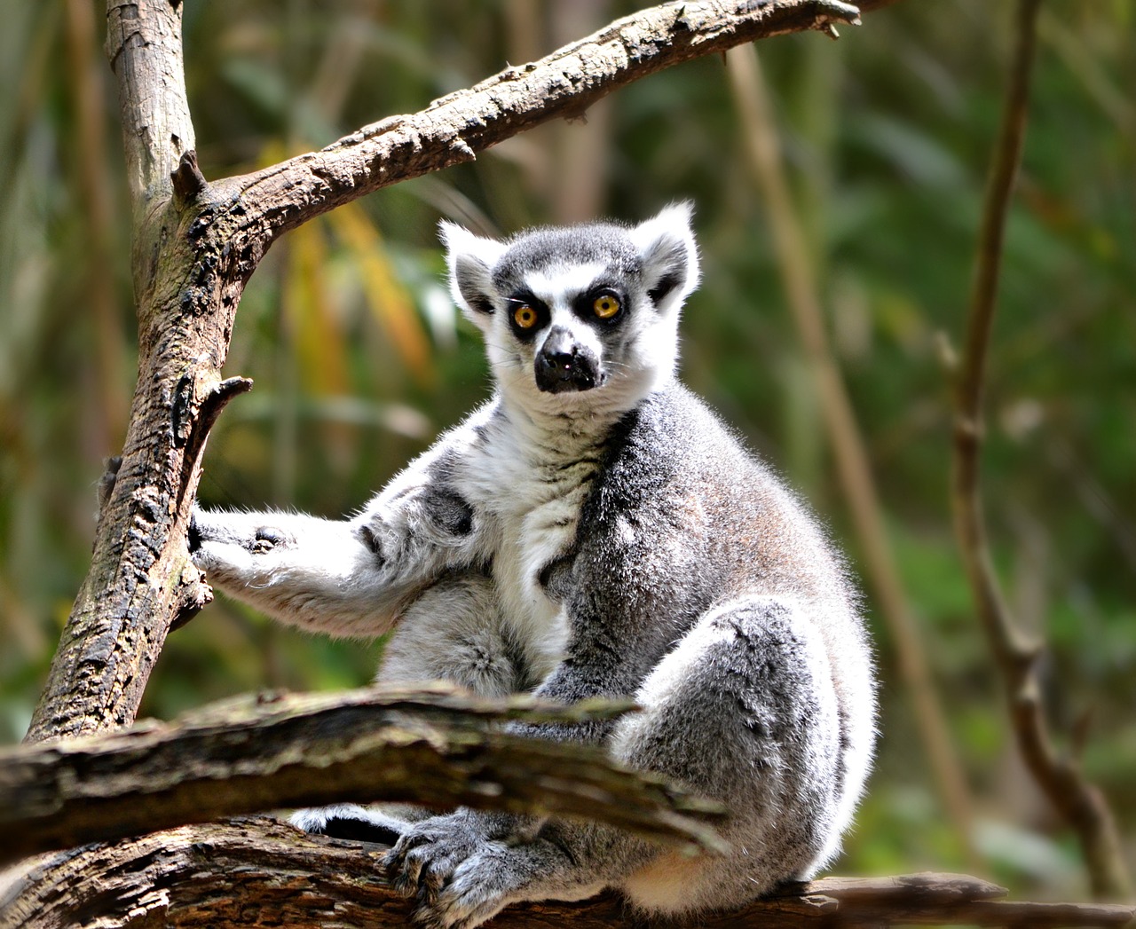 lemur animal nature free photo