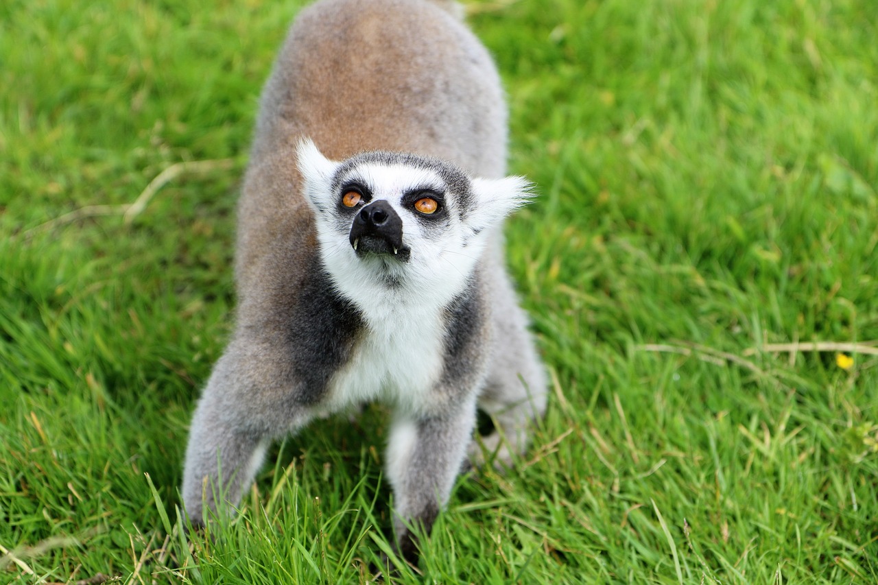 lemur wildlife primate free photo