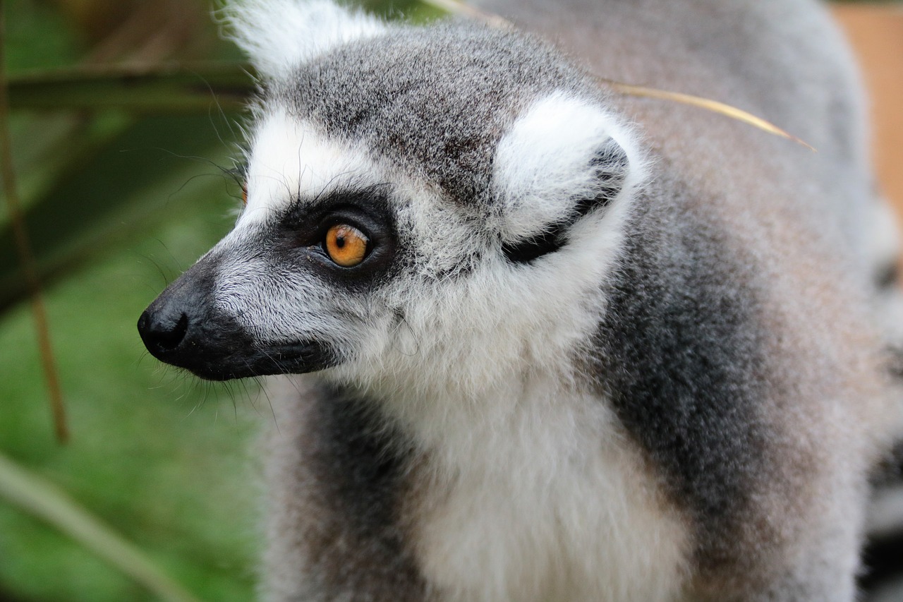 lemur fur mammal free photo