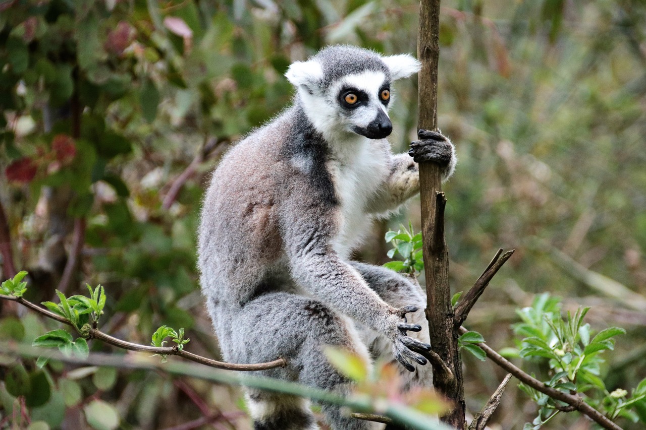 lemur monkey wild free photo