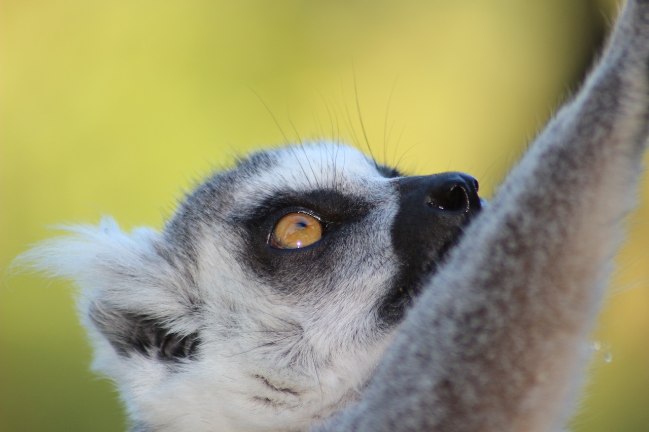 lemur wild animal zoo free photo