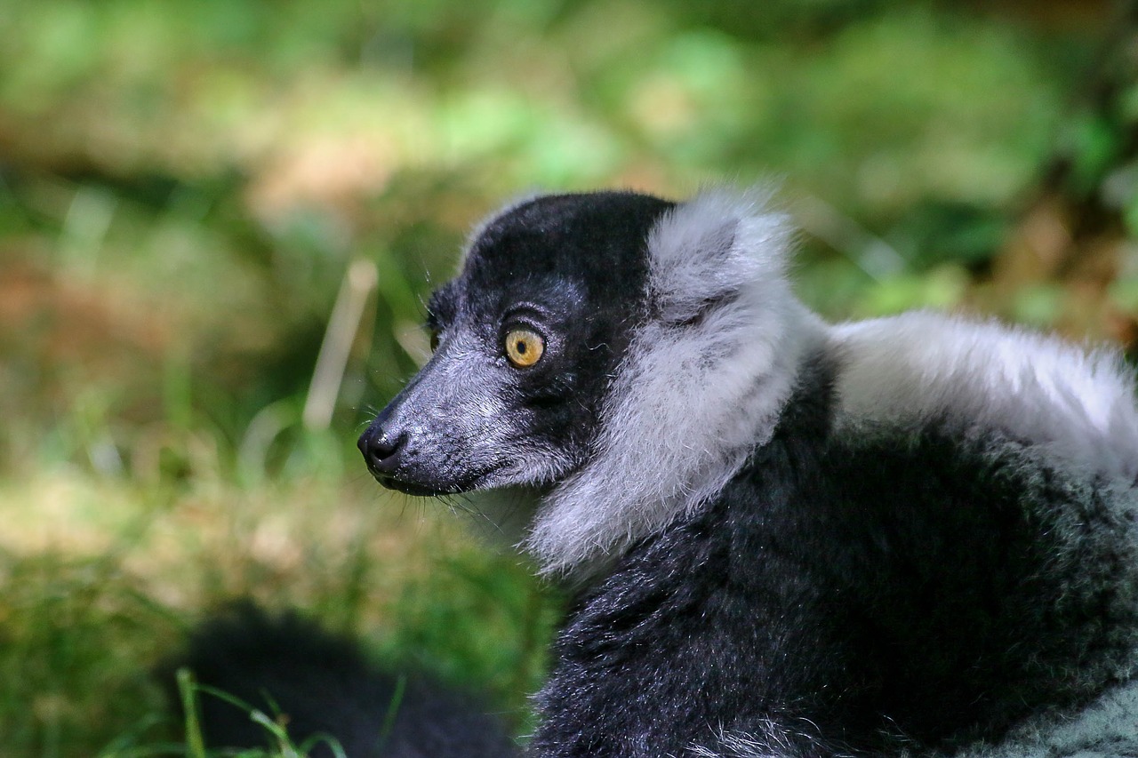 lemur animal wild free photo