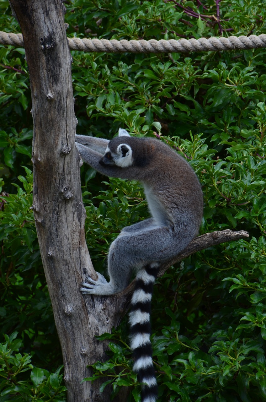 lemur wildlife photography wild animal free photo