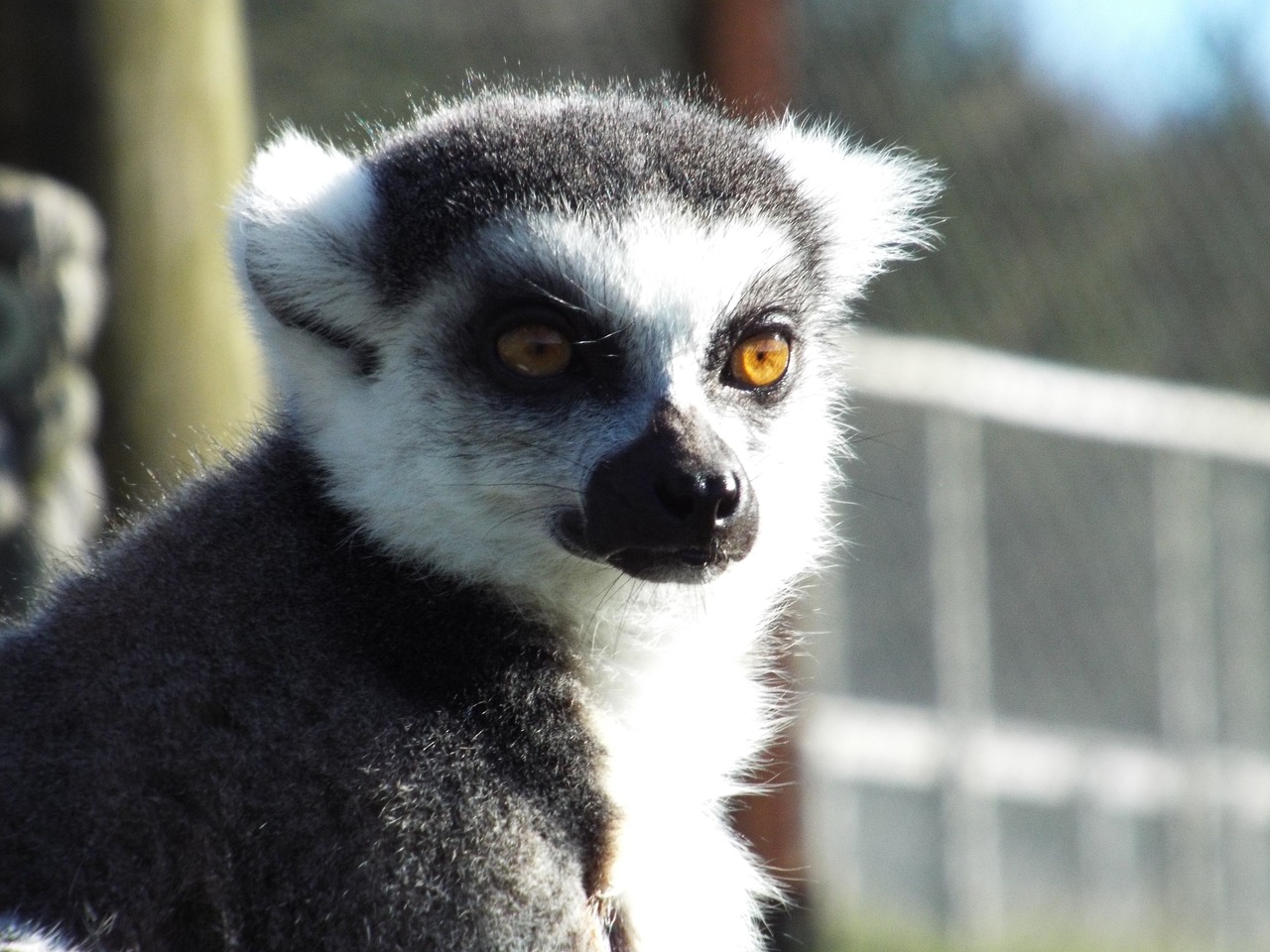 lemur ring-tailed primate free photo