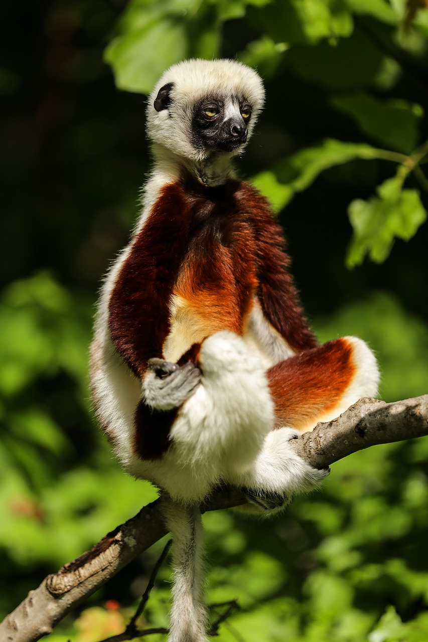 lemur coquerel's sifaka sifaka free photo