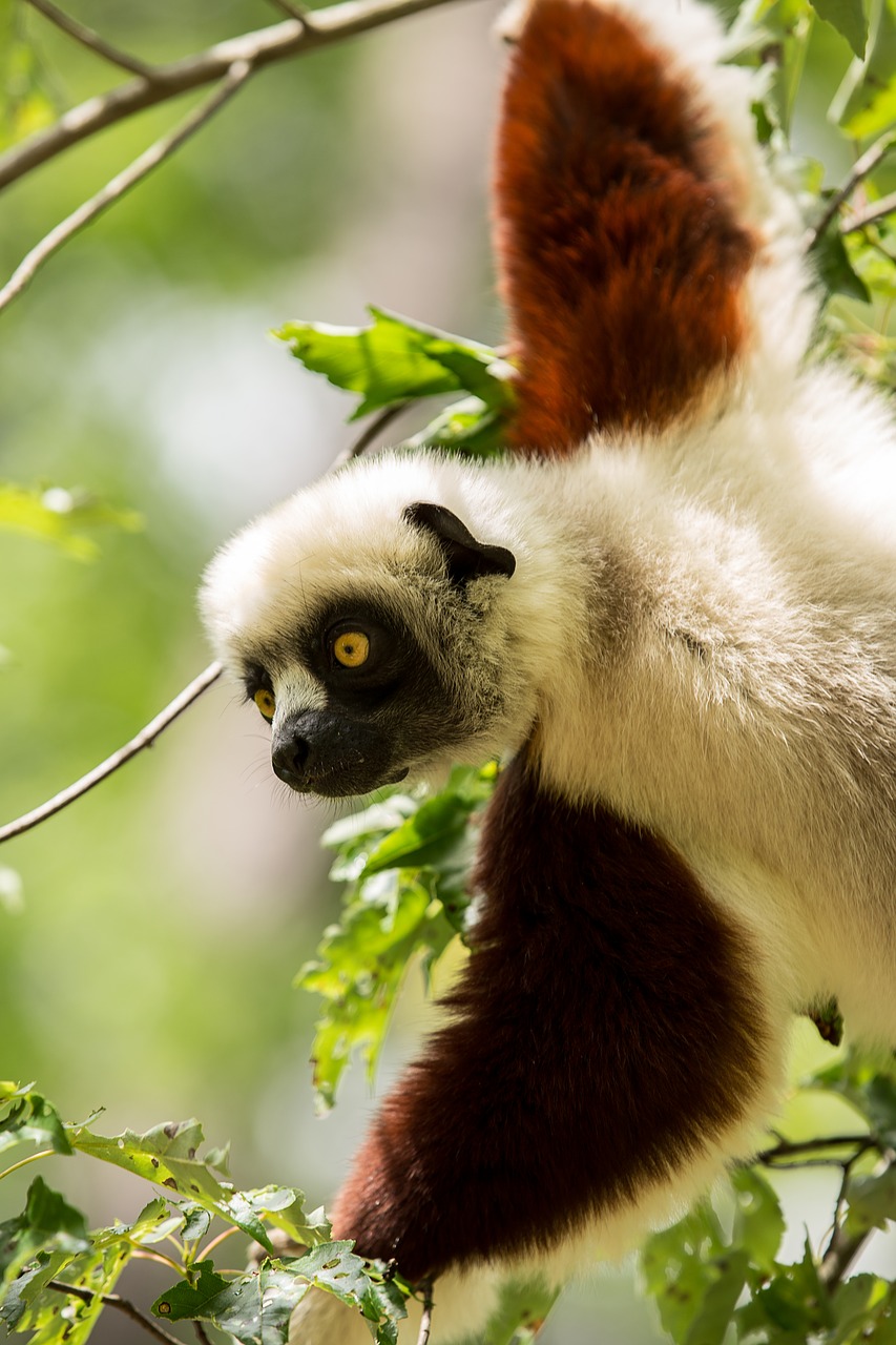 lemur coquerel's sifaka sifaka free photo