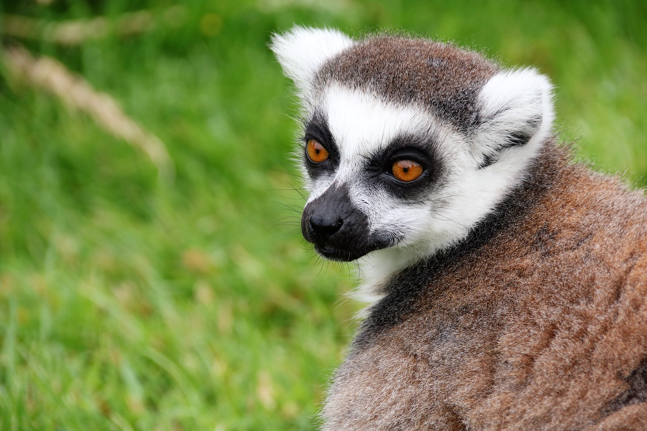 lemur monkey madagascar free photo