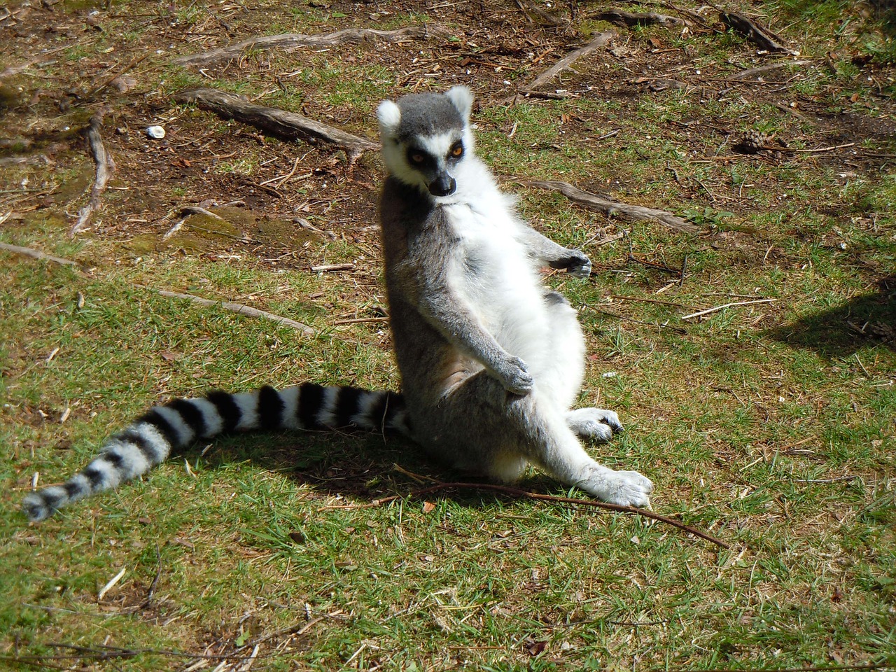 lemur sitting stripes free photo