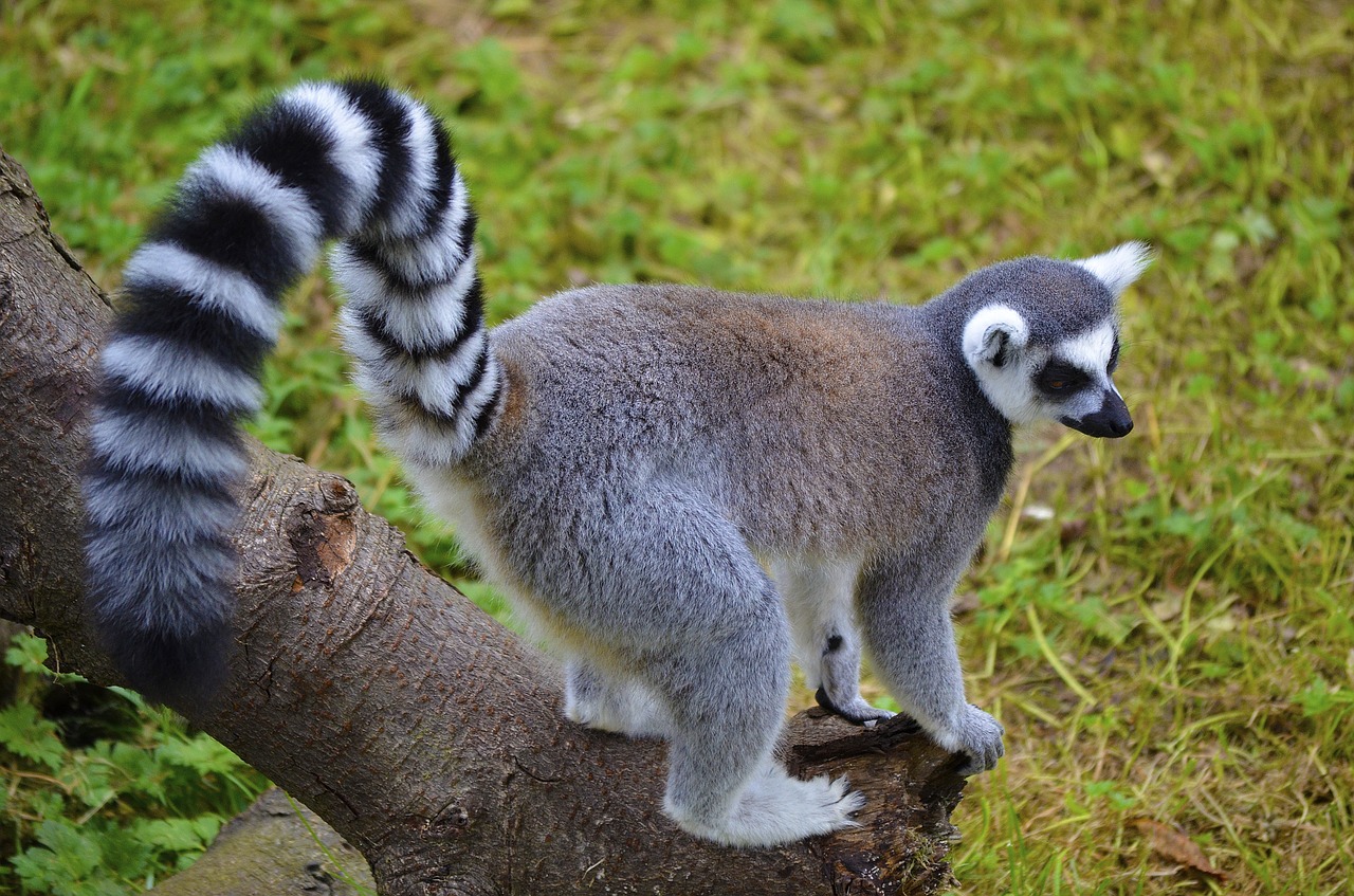 lemur animal ring-tailed free photo