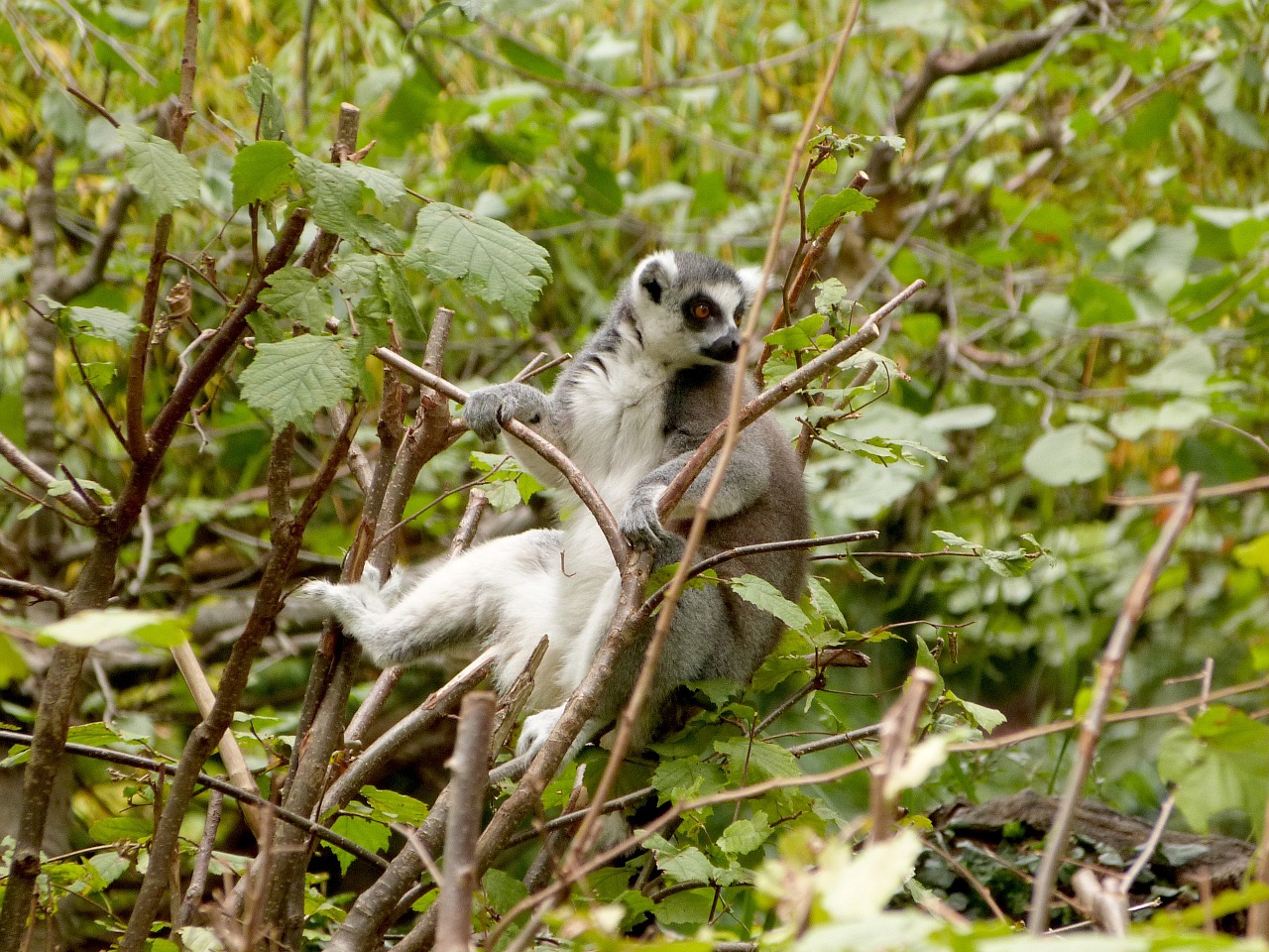lemur zoo tree free photo
