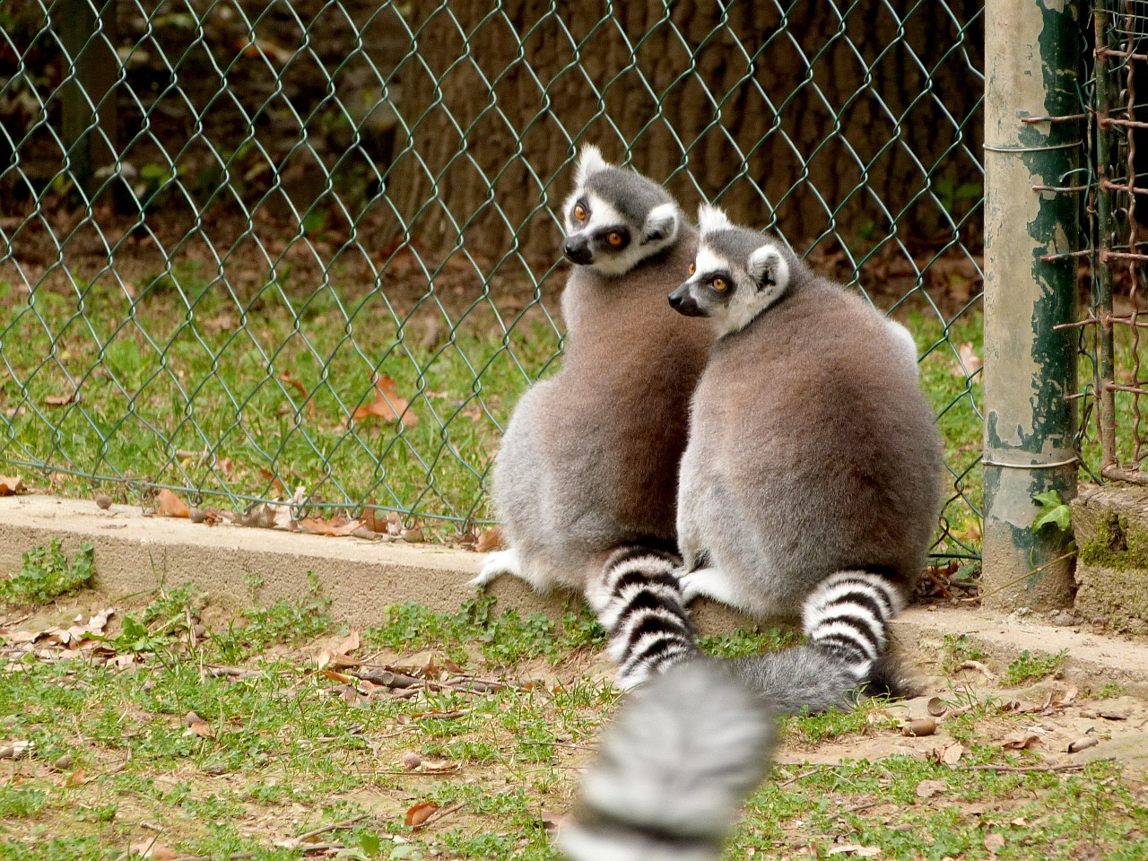 lemur zoo animal free photo