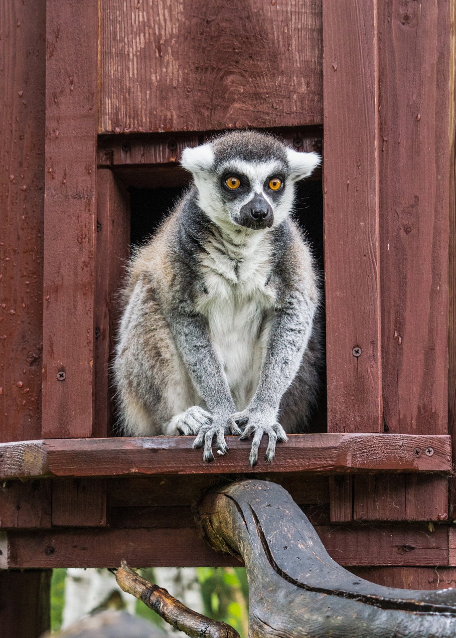 lemur animal nature free photo