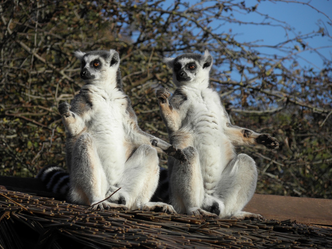 lemur primates wildlife free photo