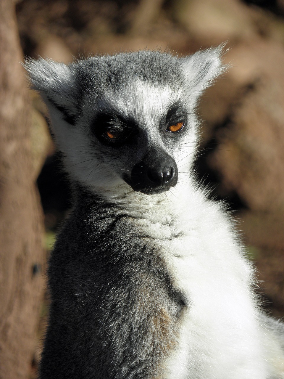 lemur mammal primate free photo