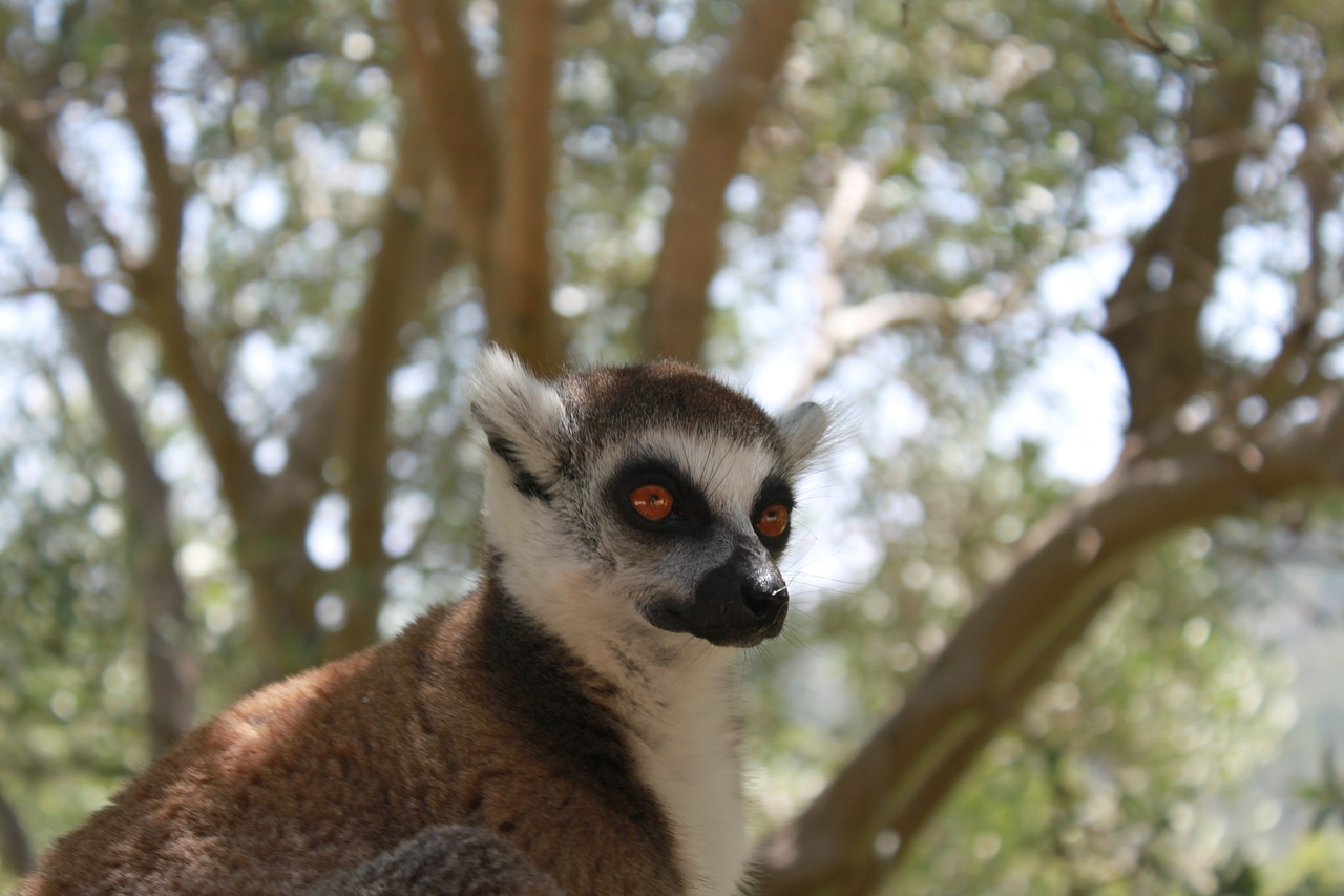 lemur animal lemurs free photo