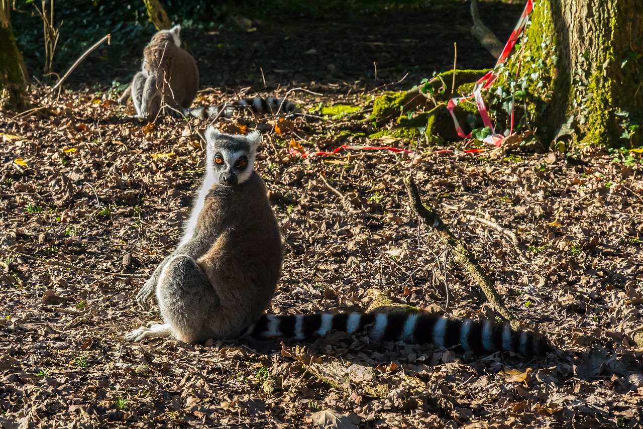 lemur primate staring free photo
