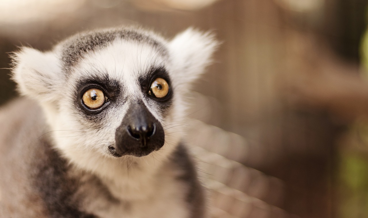 lemur righ-tailed wild free photo