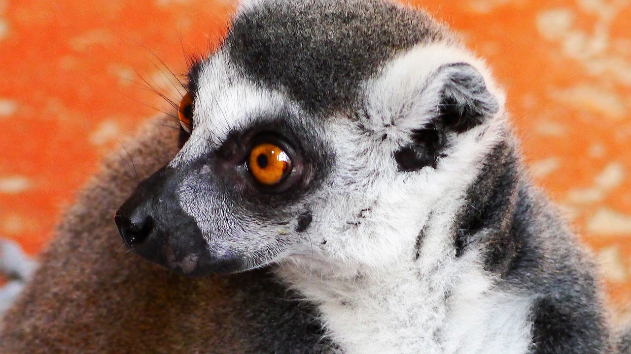 lemur monkey primates free photo