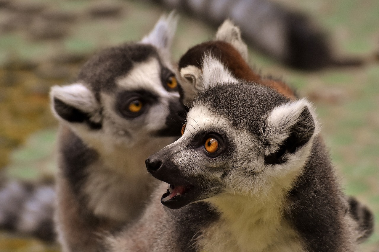 lemur family cute free photo