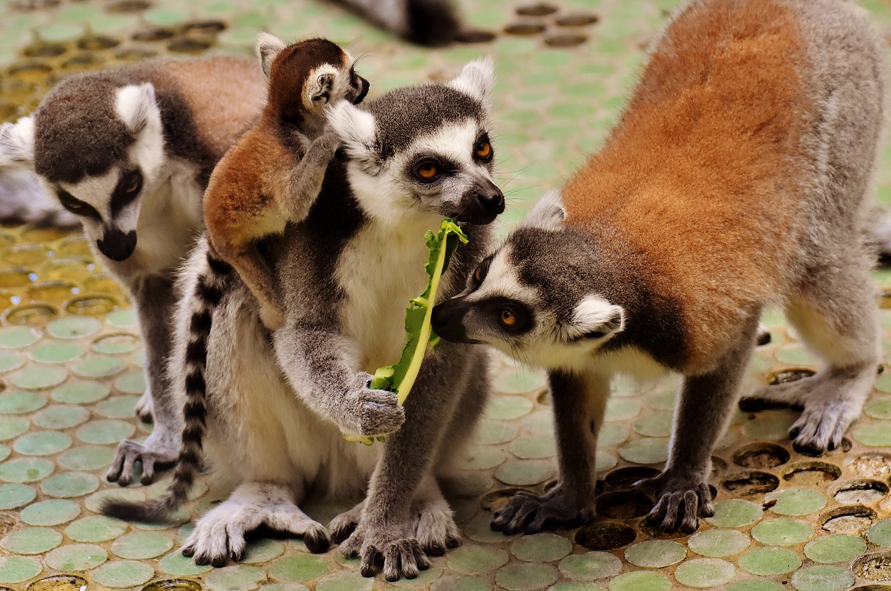 lemur family cute free photo