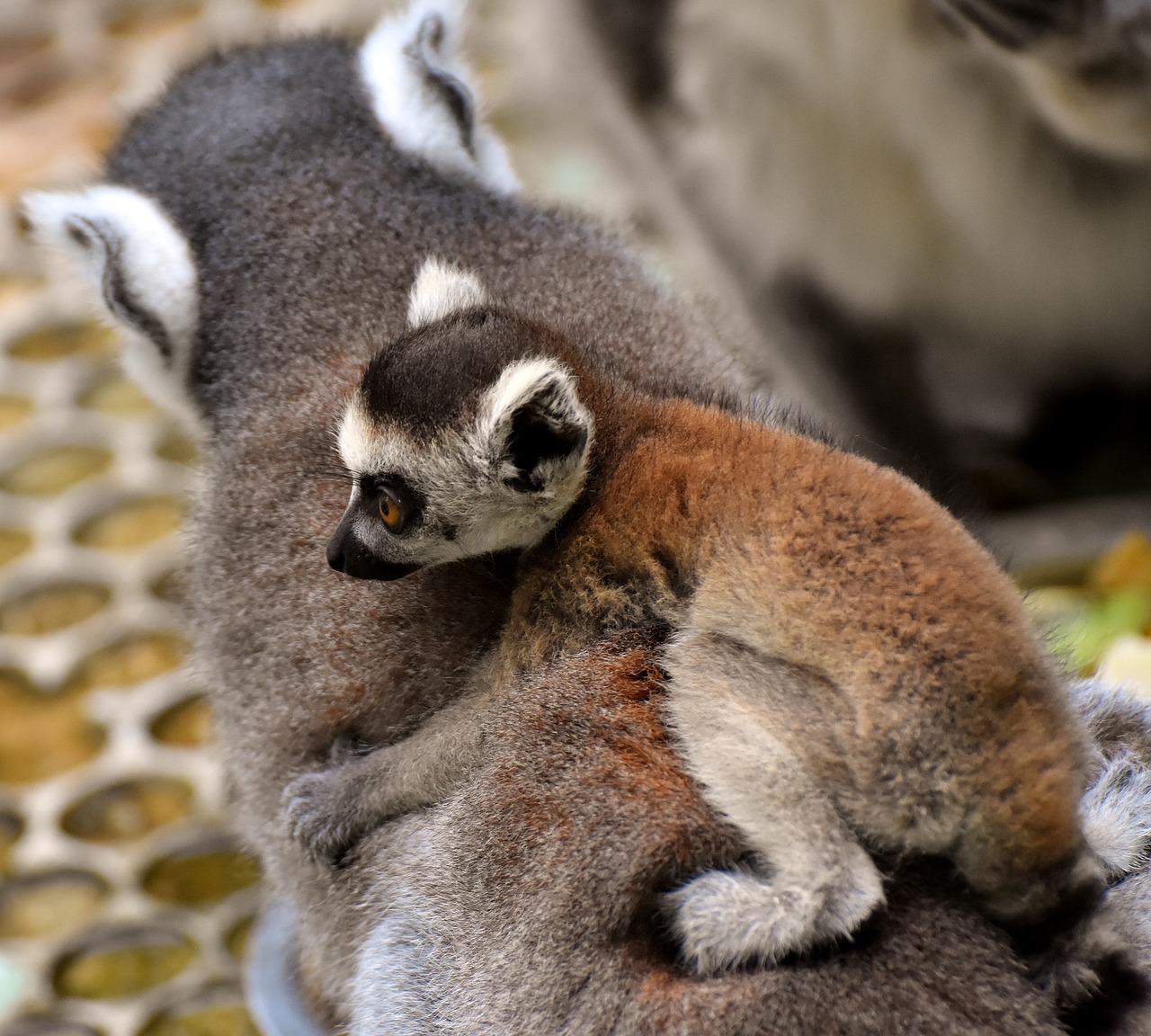 lemur ape mother free photo