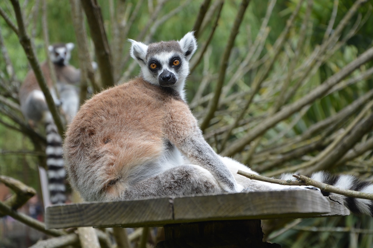 lemur animal zoo free photo