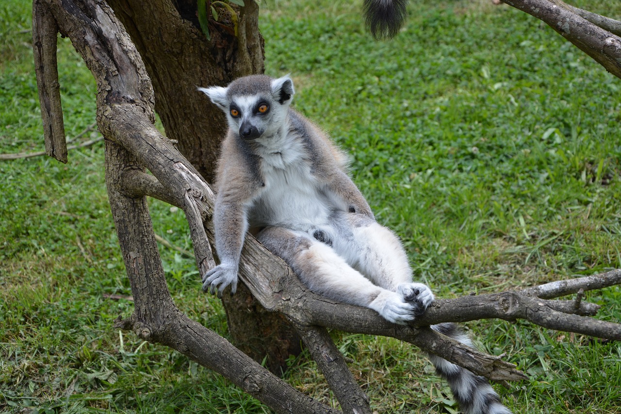 lemur zoo wild free photo