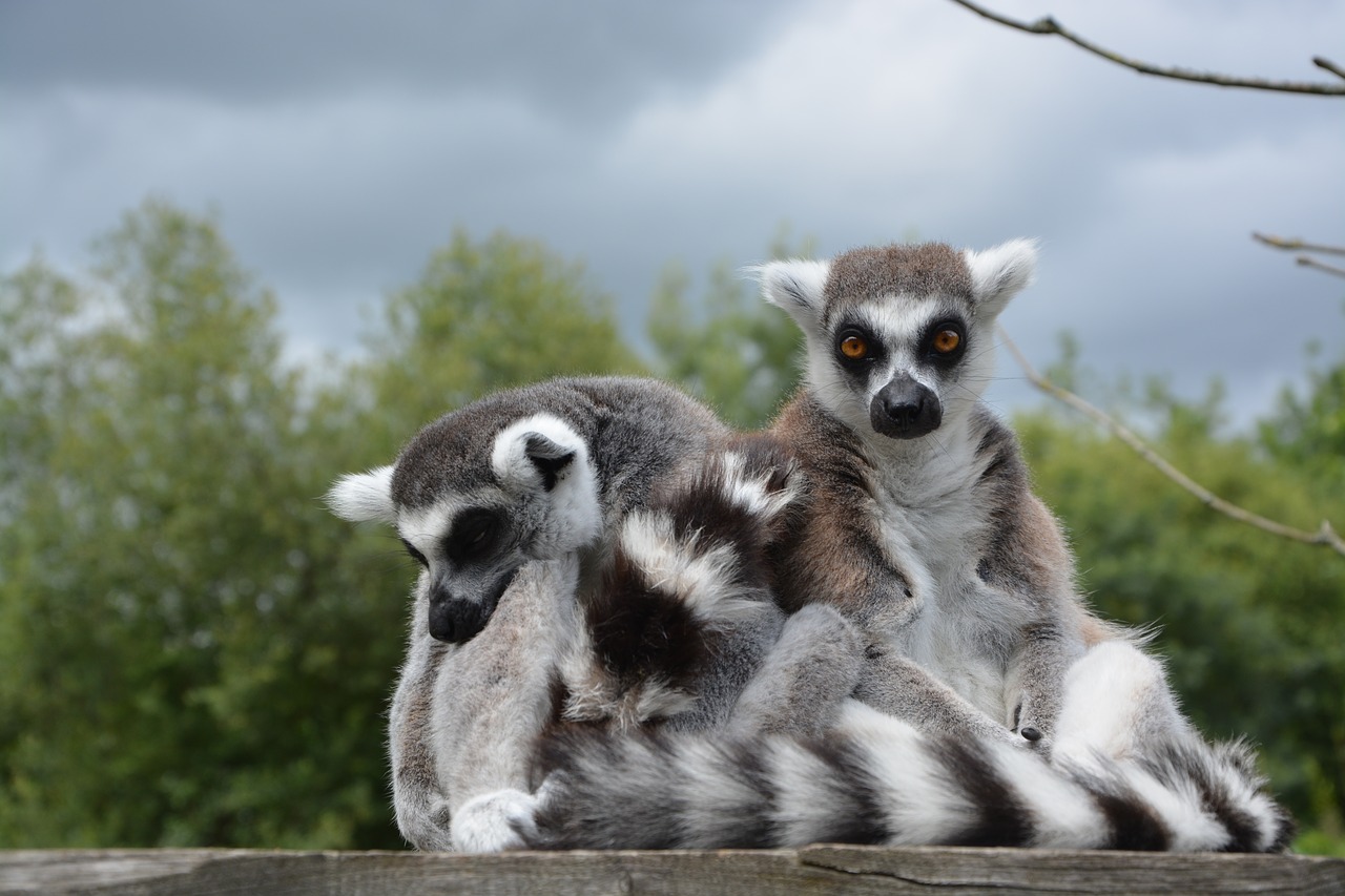 lemur primate monkey free photo