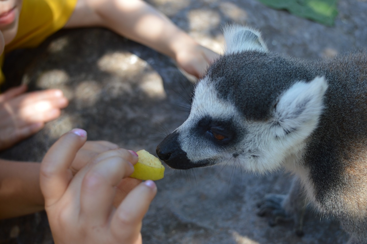 lemur animal zoo free photo