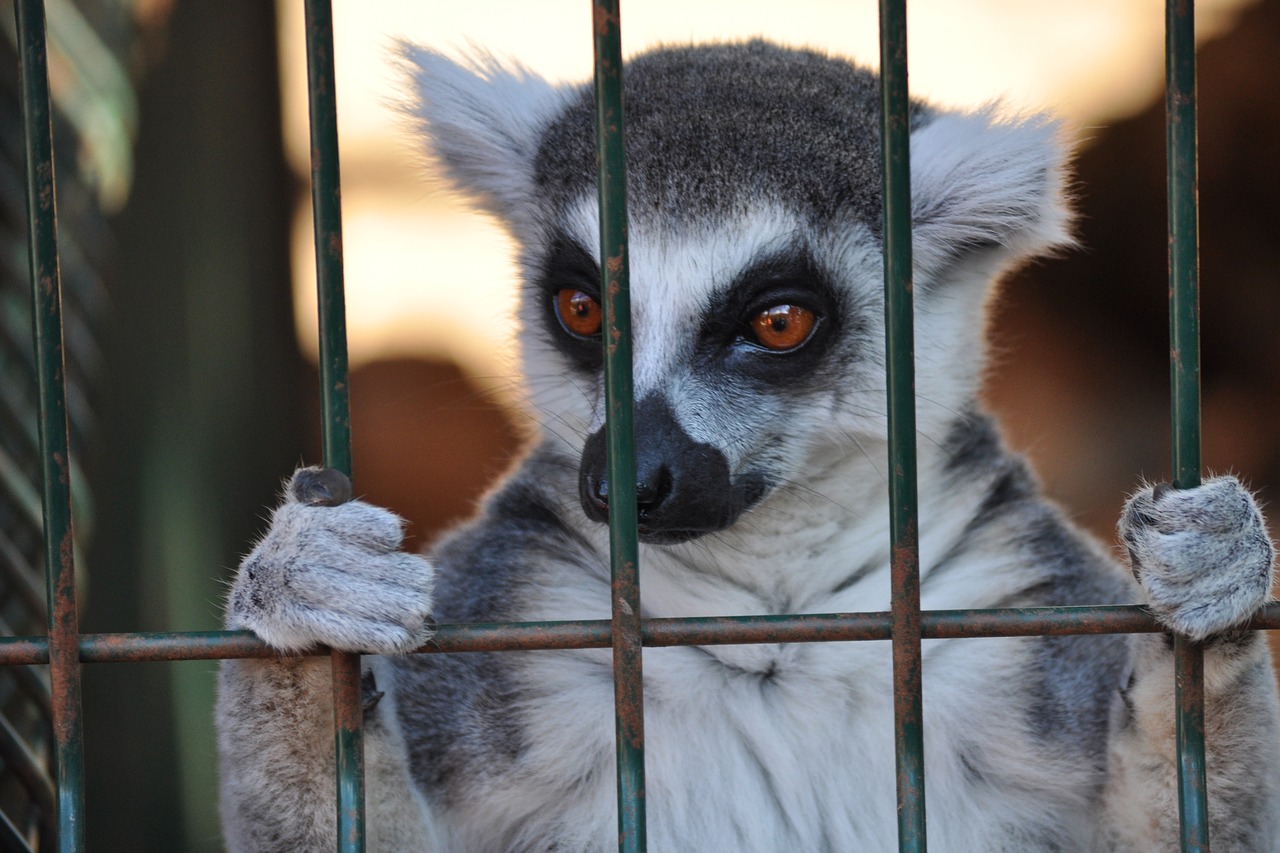 lemur animal cage free photo