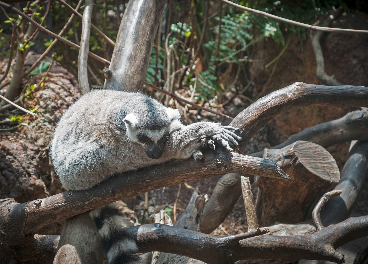 lemur animal wild free photo