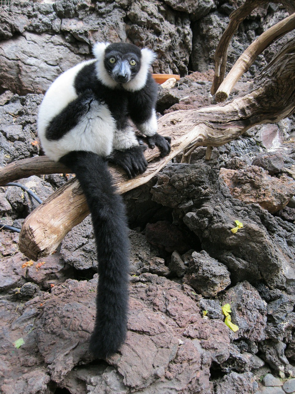 lemur monkey primate free photo