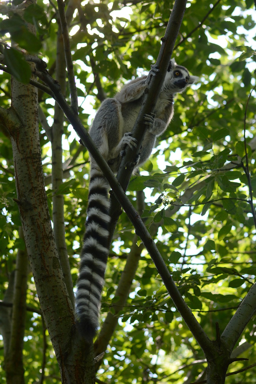 lemur forest tree free photo